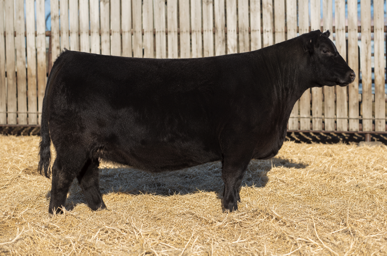 Nagorske Priscilla 1006, registered Angus cow at P3 Angus