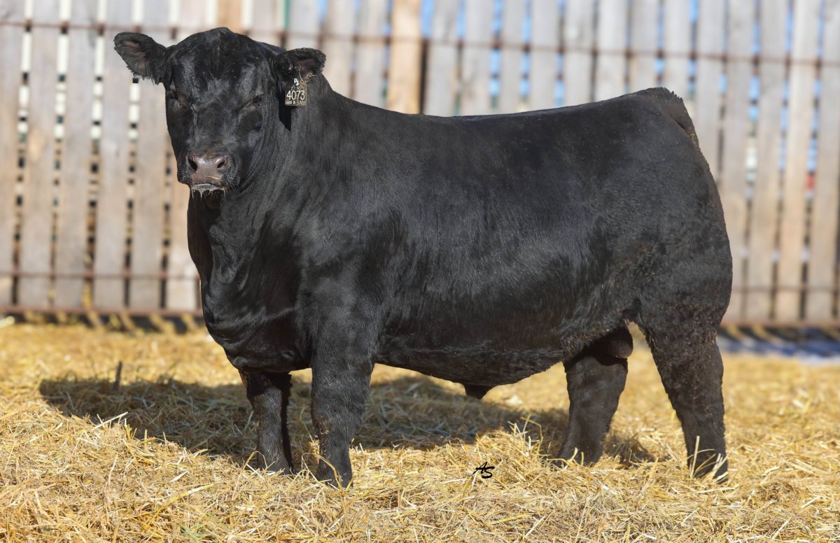 Black Angus bull standing in a cattle pen