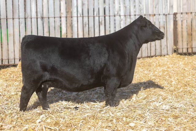 Nagorske Priscilla 9006, registered Angus cow at P3 Angus