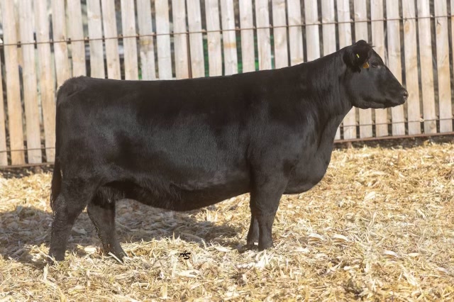 Nagorske Eileen 9031, registered Angus cow at P3 Angus