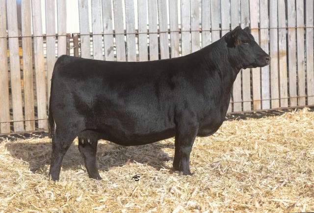 Nagorske Priscilla 9033, registered Angus cow at P3 Angus