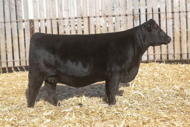 Nagorske Madame Pride 9028, registered Angus cow at P3 Angus
