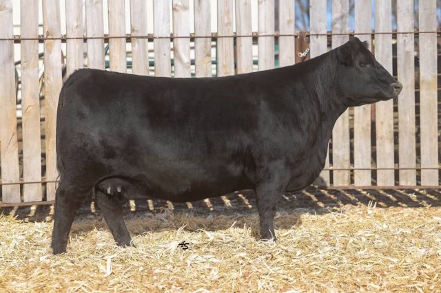Nagorske Priscilla 8001, registered Angus cow at P3 Angus